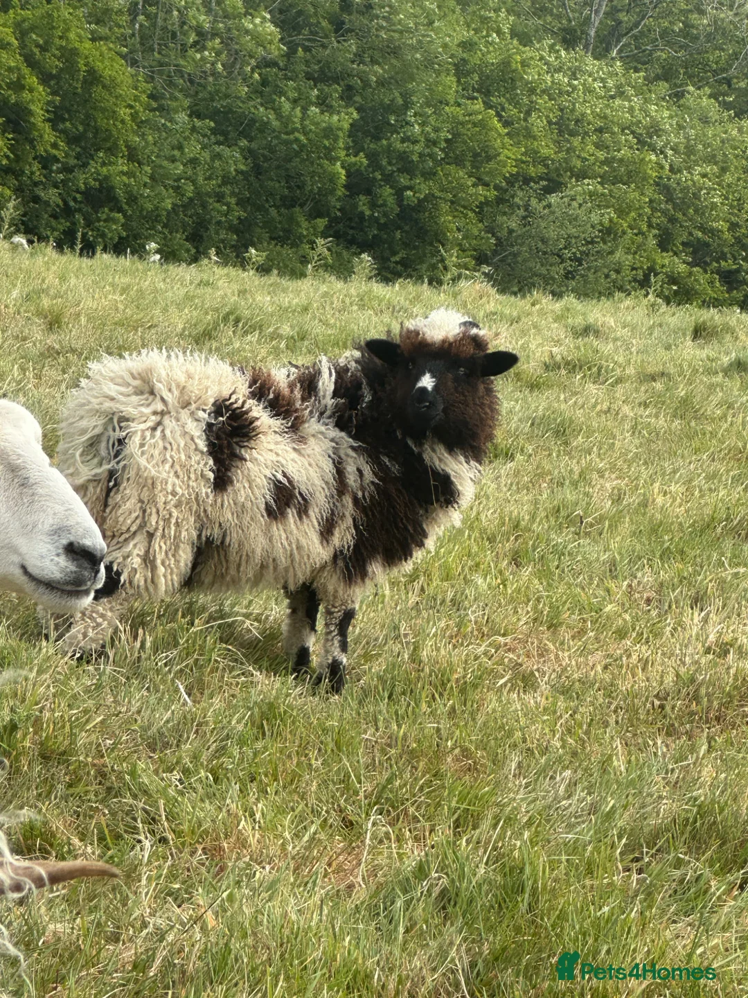 Sheep livestock for sale: Valais Blacknose x Jacob Ewe Lamb in Bexhill-on-Sea - Advert 2