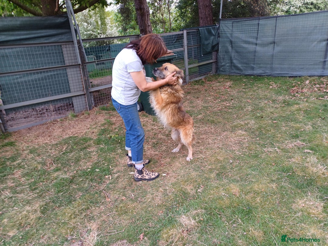 Mixed Breed dogs for adoption: BENNY - a loyal and gentle boy for a Loving Home - Image 19