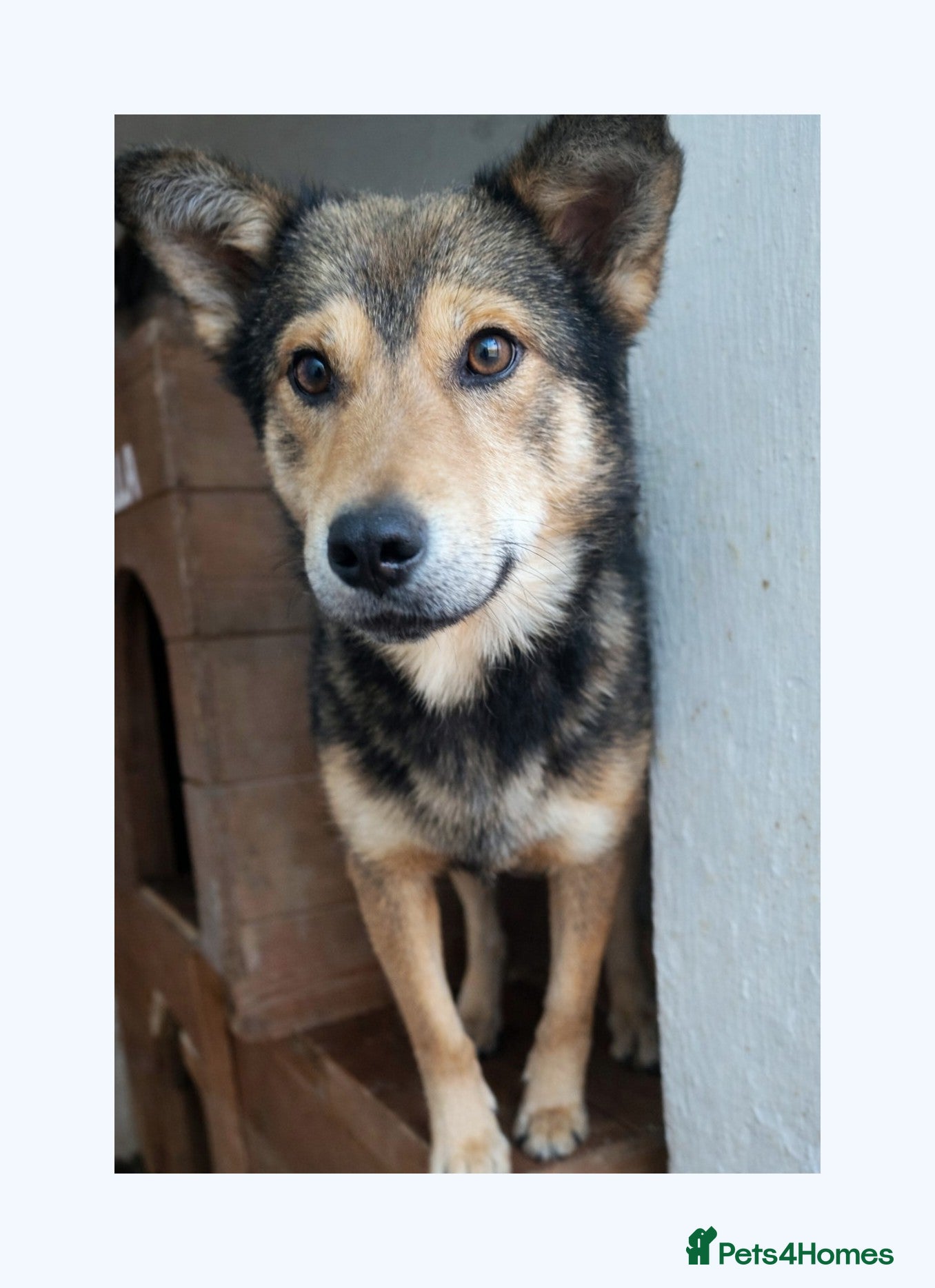 Mixed Breed dogs 🐾 Meet Boaz. You’re going to love him 🤍🐾 - Advert 1