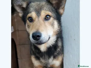 Mixed Breed dogs 🐾 Meet Boaz. You’re going to love him 🤍🐾 - Advert 1