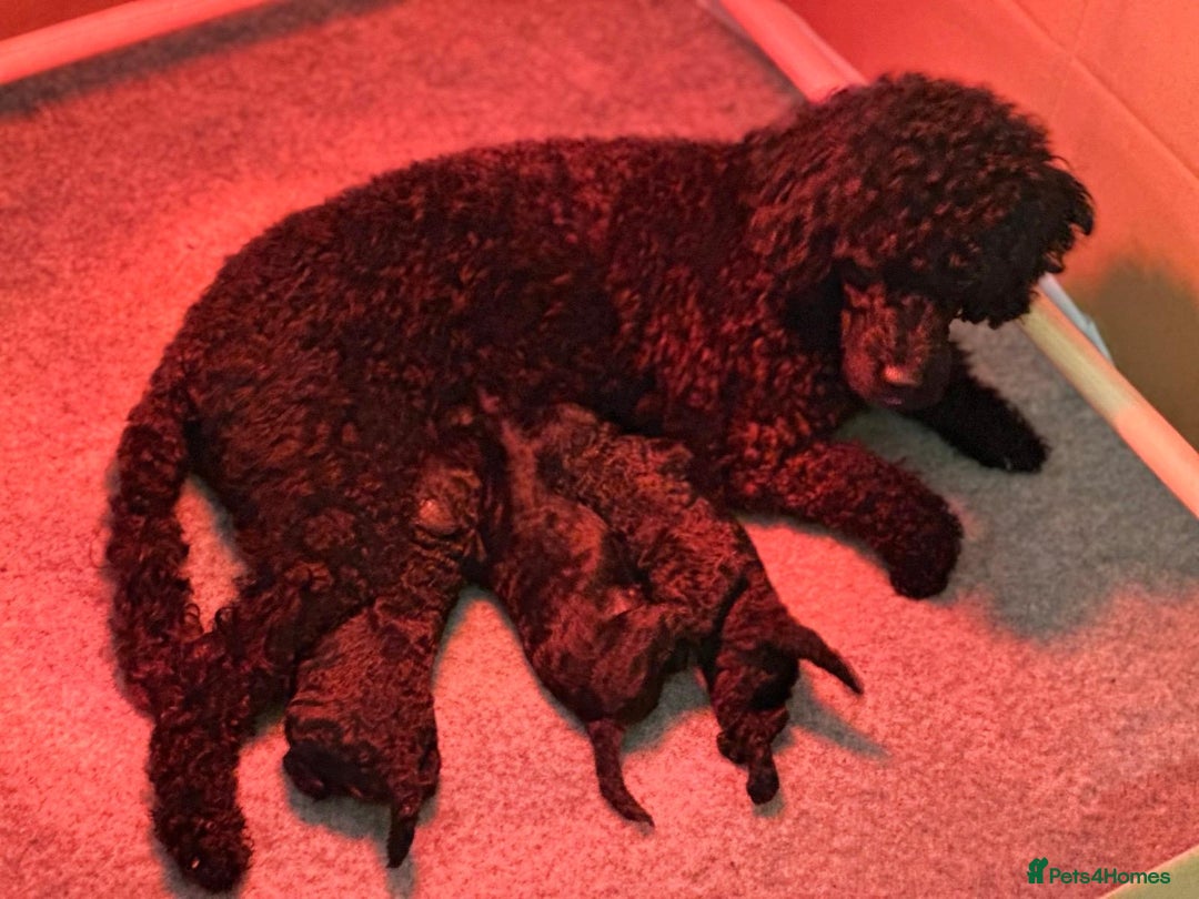 Toy Poodle dogs for sale: Black Boy Toy Poodles £1000 - Image 4