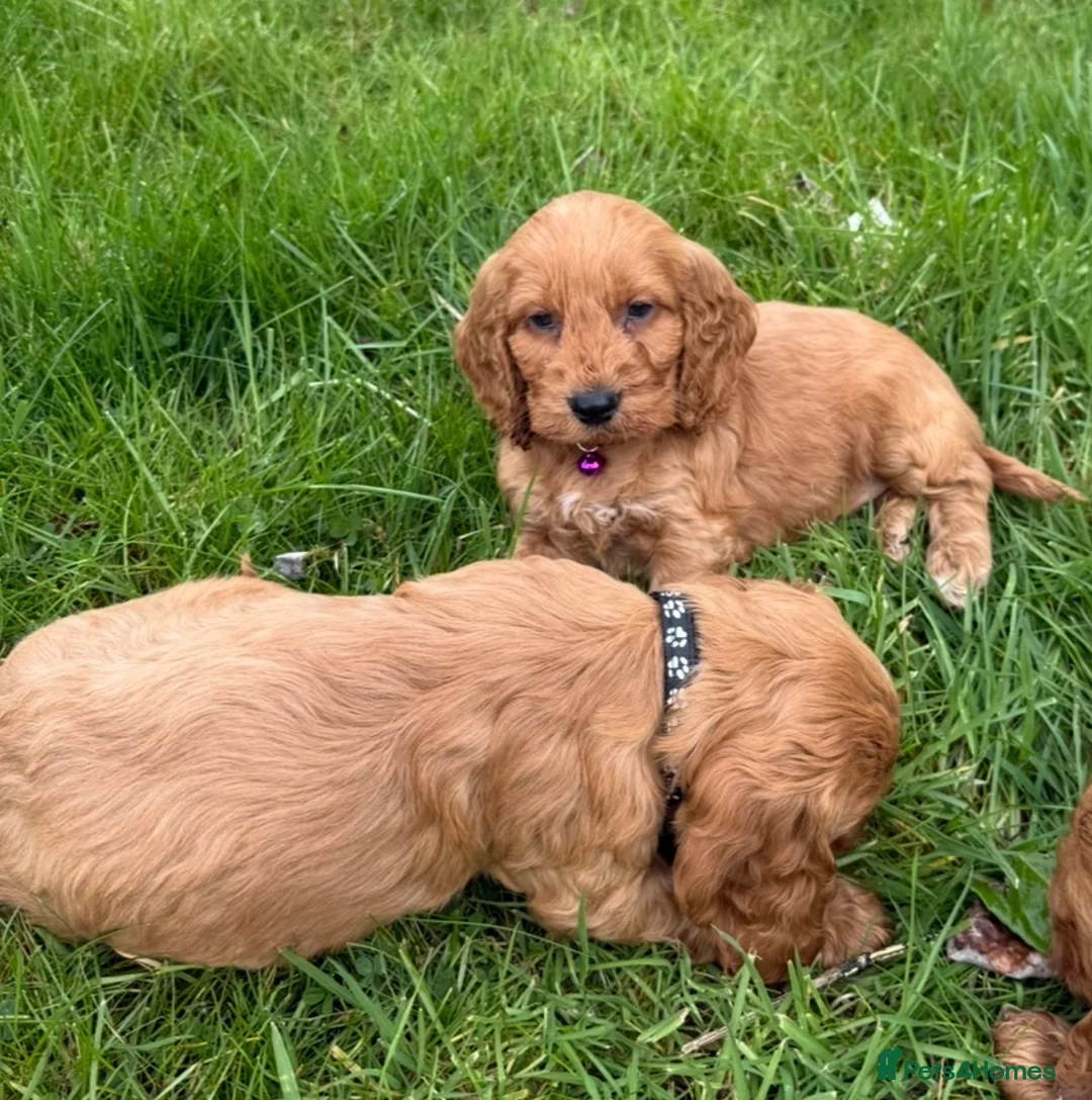Cockapoo dogs for sale: Stunning Cockapoo Puppies  - Advert 24