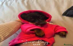 Dachshund dogs for sale: Female Dachshund  - Image 4