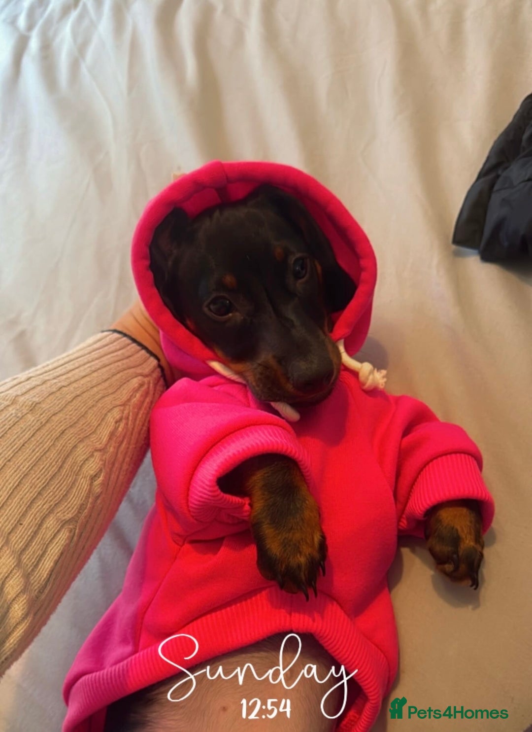 Dachshund dogs for sale: Female Dachshund  - Image 4