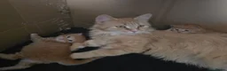 Maine Coon cats for sale: Red Maine Coon XXL Kittens - Advert 13