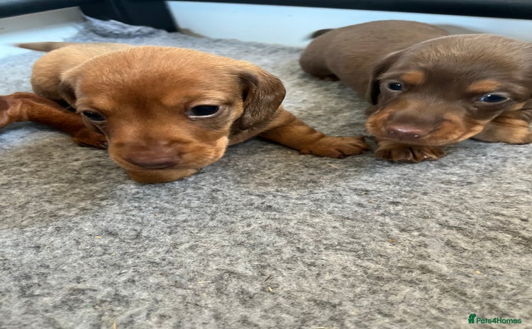 Dachshund dogs - Advert 6