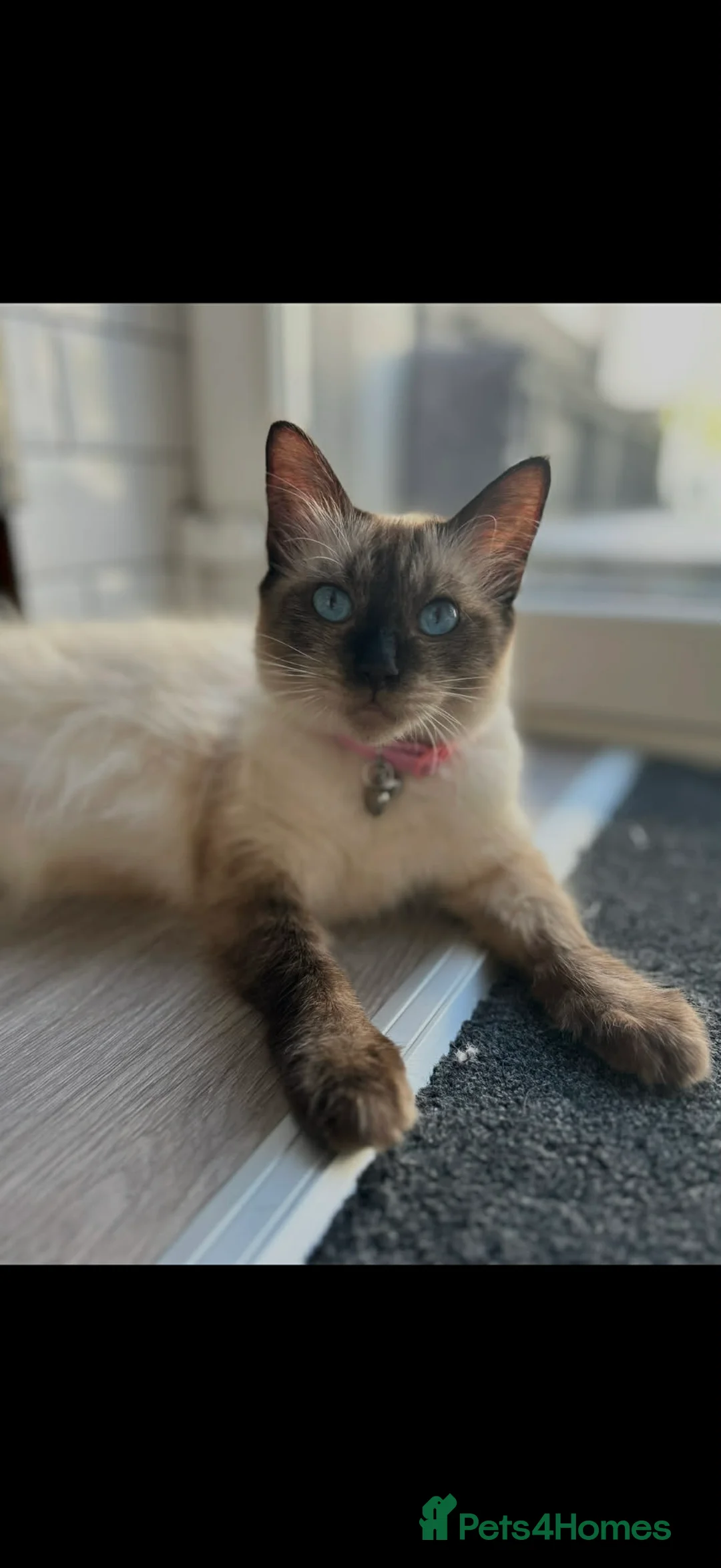 Ragamese cats for sale: 4yr old Ragamese  - Advert 6