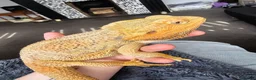 Bearded Dragon reptiles for sale: Bearded dragon in need of a new home in Clacton-on-Sea - Advert 2