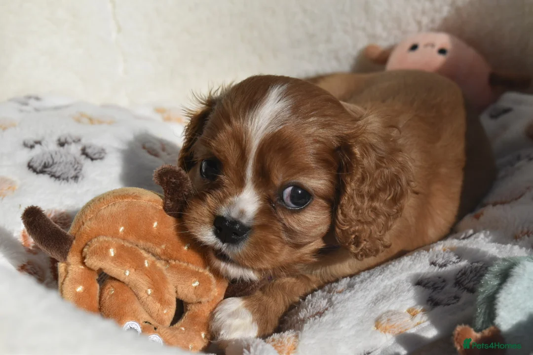 Cavalier King Charles Spaniel dogs for sale: FULLY HEALTH TESTED KC CAVALIERS PUPPIES - Advert 1