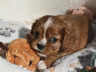 Cavalier King Charles Spaniel dogs FULLY HEALTH TESTED KC CAVALIERS PUPPIES - Advert 3