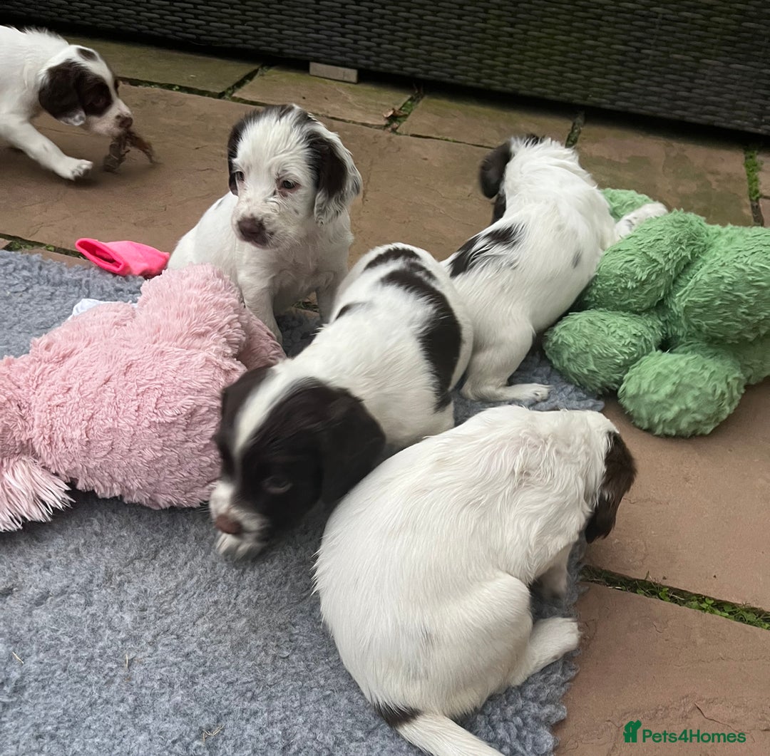 English Springer Spaniel dogs for sale: Oustanding DNA KC working Springer Spaniel pups - Image 16