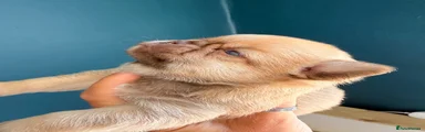 Chihuahua 3