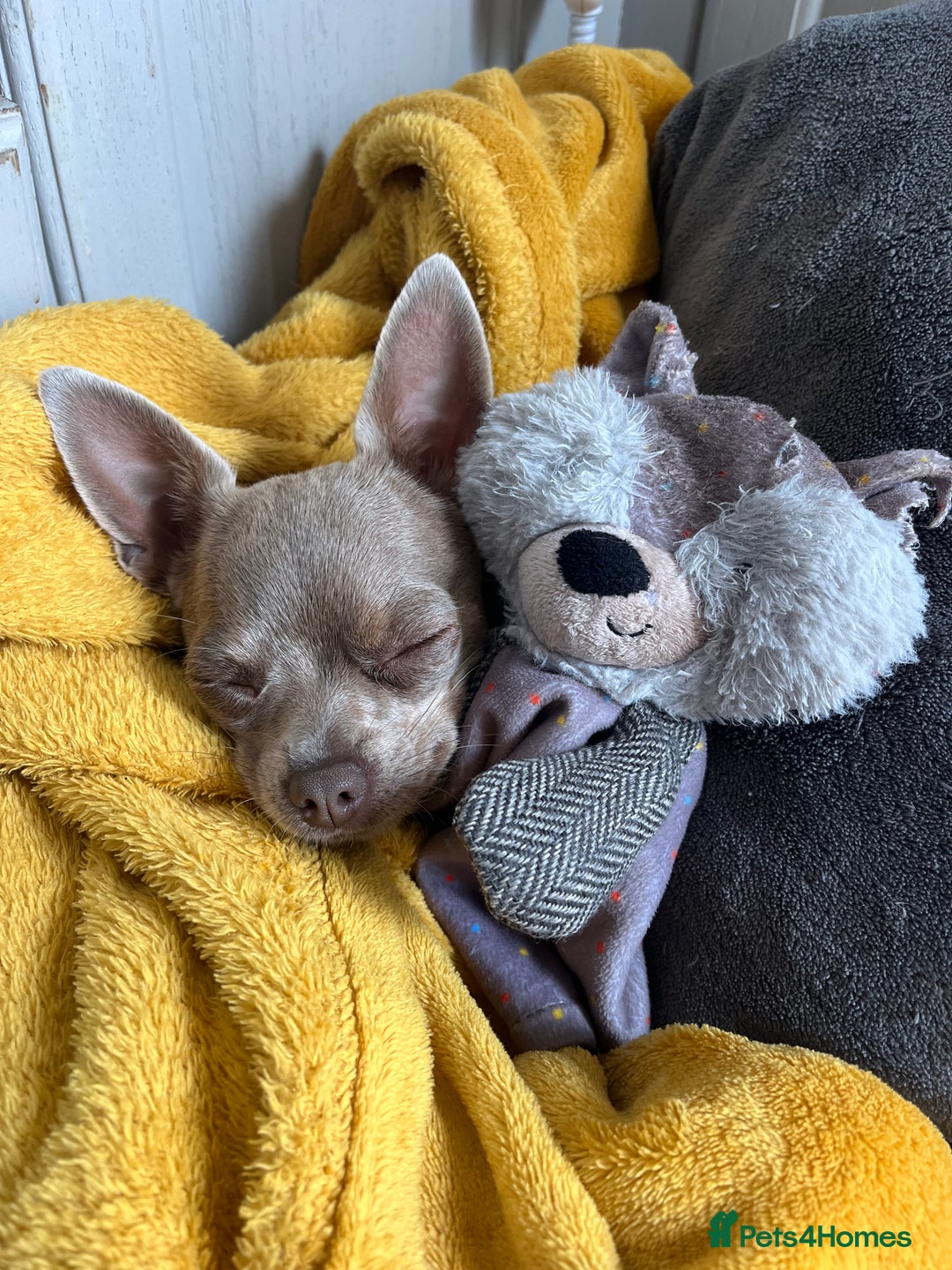 Chihuahua dogs for sale: Beautiful Lilac dear head chihuahua - Image 4