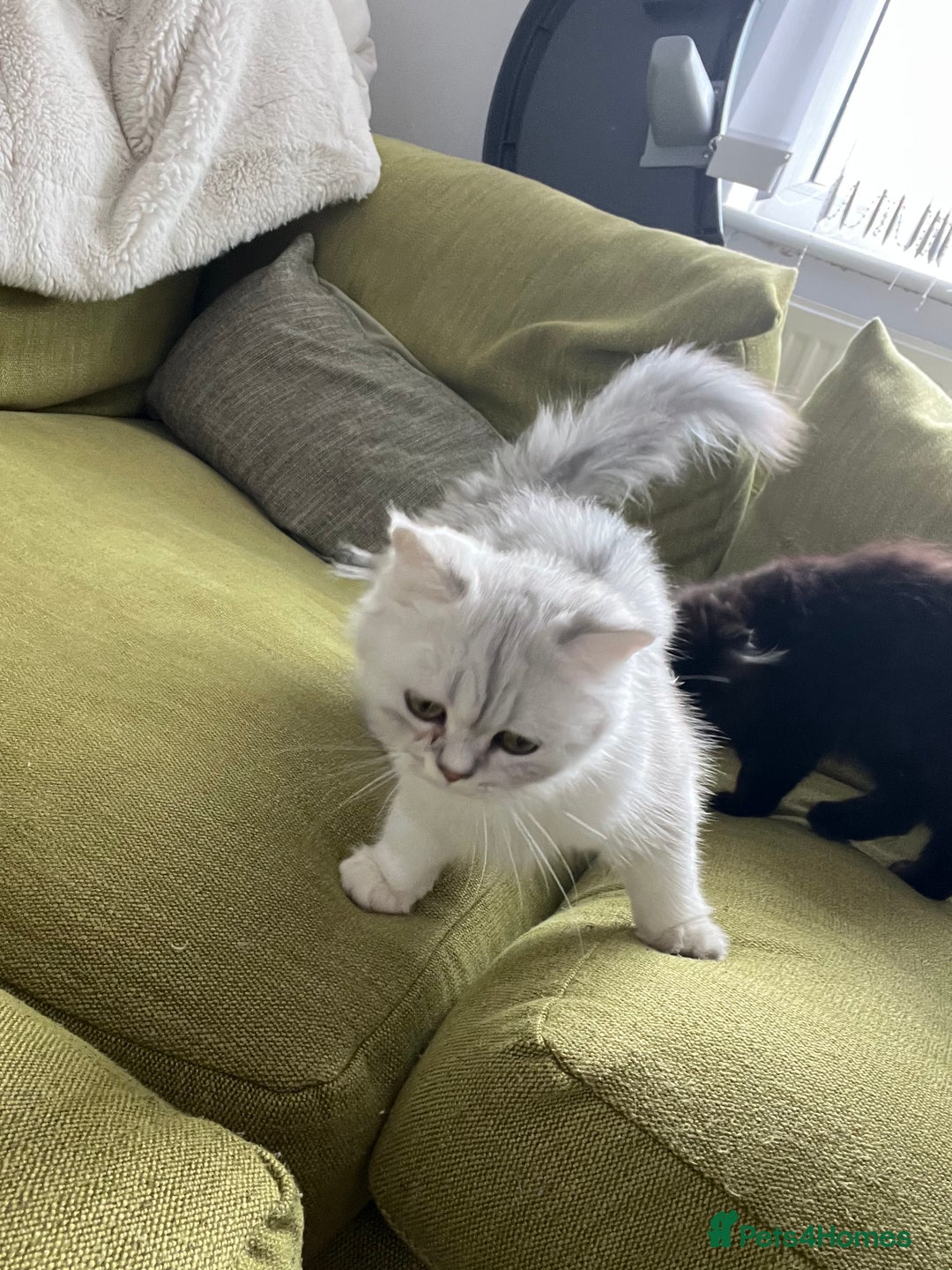 Persian cats for sale: PERSIAN CHINCHILLA - Image 3
