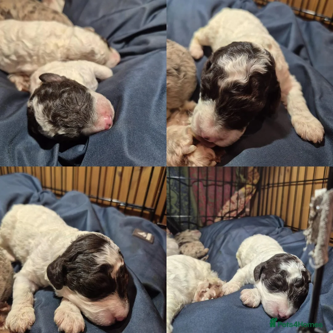 Cockapoo dogs for sale: Stunning F2B cockapoos - Advert 9