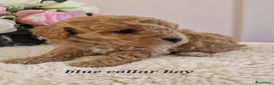 Cavapoochon 5