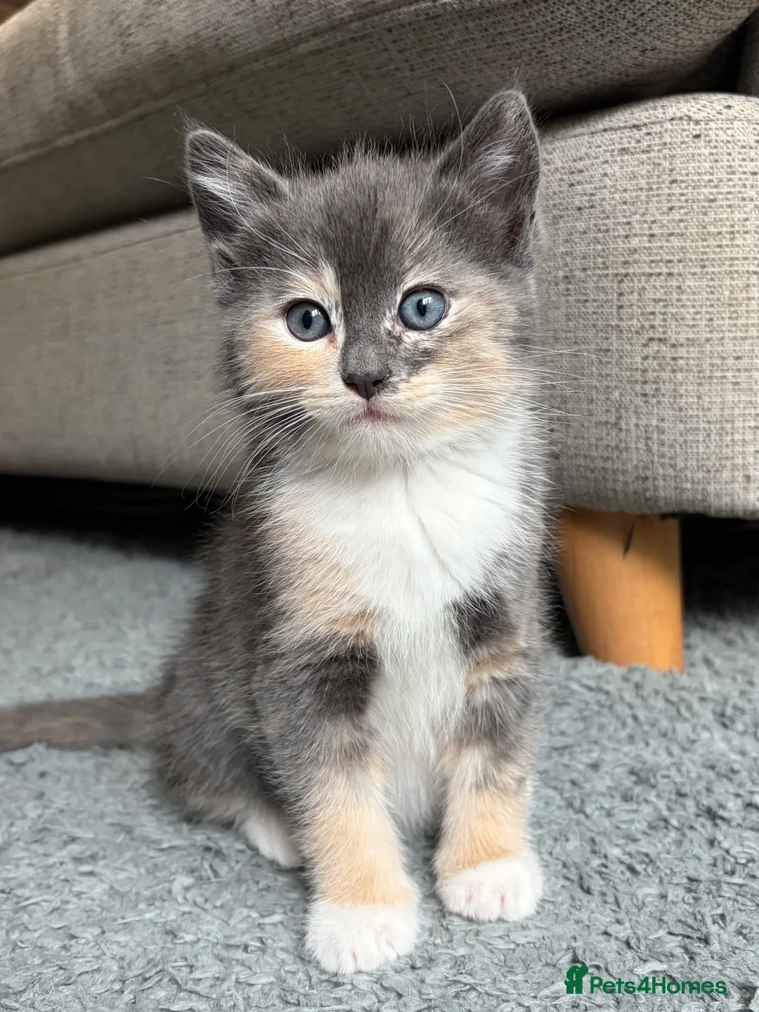 Ragdoll cats for sale: Gorgeous ragdoll cross kittens  - Advert 2