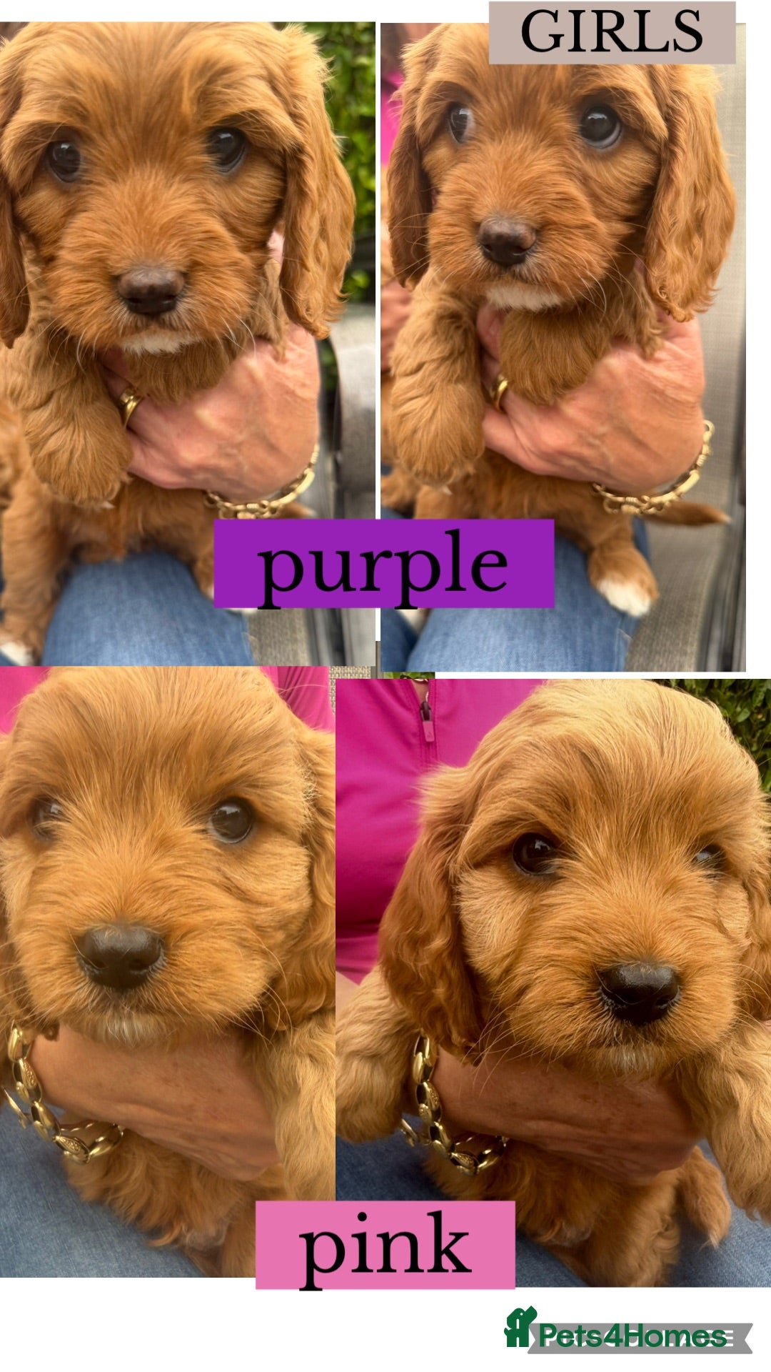 Cavapoo dogs Cavapoo puppies  - Advert 2