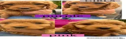 Cavapoo dogs for sale: Cavapoo puppies  - Advert 2