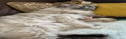 Ragdoll cats for sale: Adorable, Purebred GCCF Registered Ragdoll Kittens in London - Advert 13