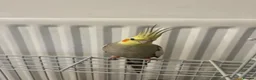 Cockatiels birds for sale: Cockatiels  - Advert 1