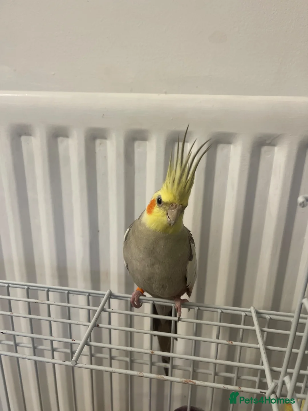 Cockatiels birds for sale: Cockatiels  - Advert 1