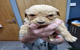 Labradoodle dogs for sale: Large standard labradoodles - Image 8