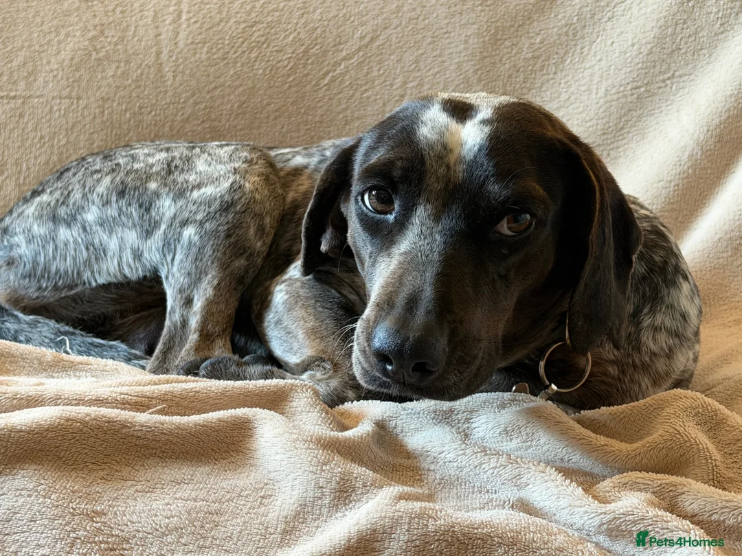 Mixed Breed dogs for adoption: ❤️ Clea: The gentle soul waiting for tummy rubs ❤️ in Maidstone - Advert 2