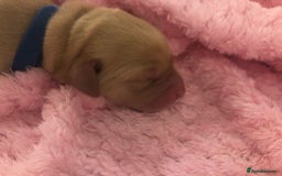 Labrador Retriever dogs for sale: Stunning Pure Labrador retriever puppies - Image 9