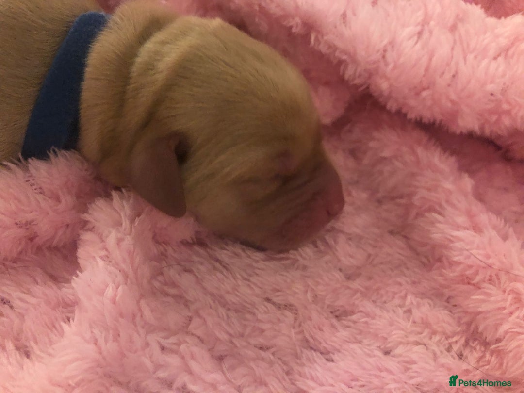 Labrador Retriever dogs for sale: Stunning Pure Labrador retriever puppies - Image 9