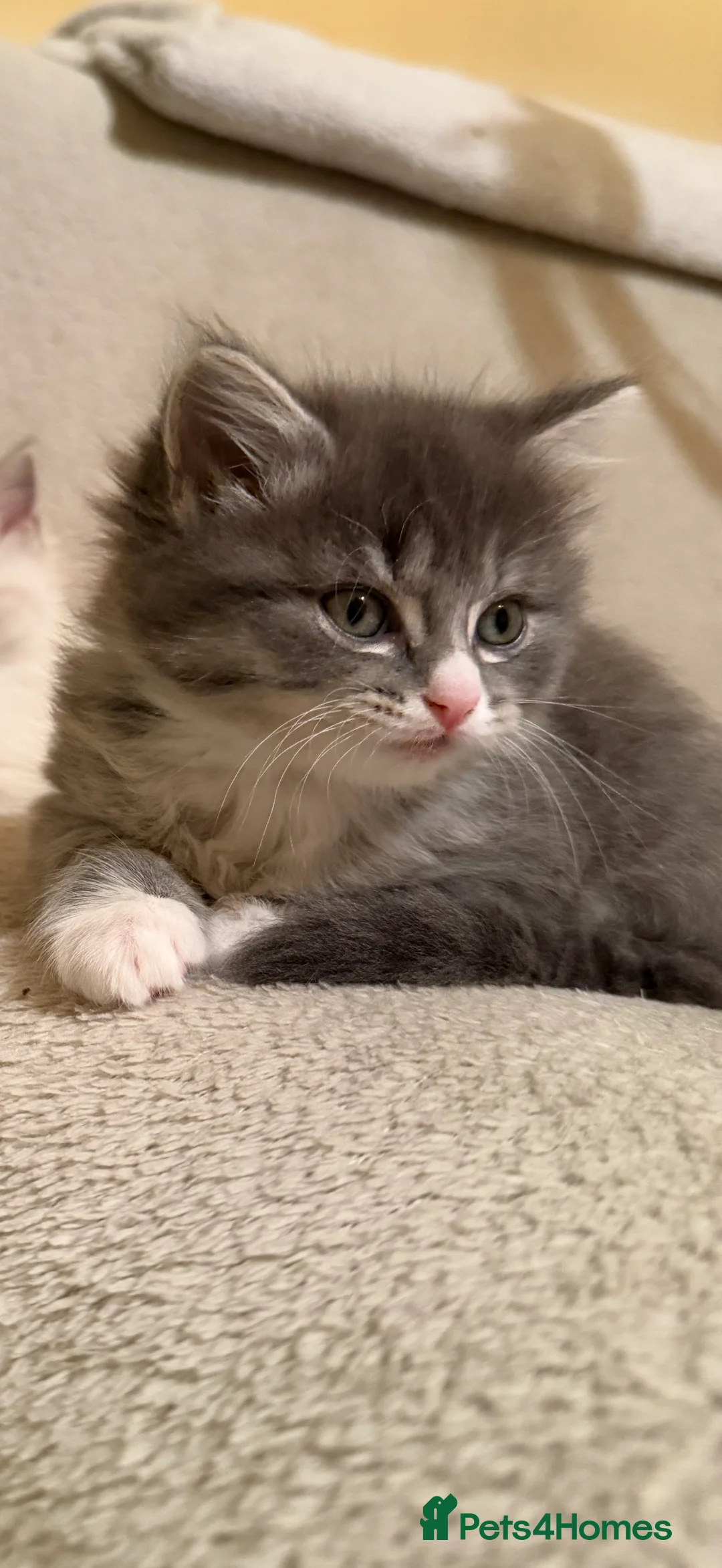 Ragdoll cats for sale: Ragdoll x BSH  - Advert 8