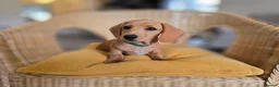 Miniature Dachshund dogs for sale: KC Registered Mini Dachshund Puppies. Rare colors - Advert 21