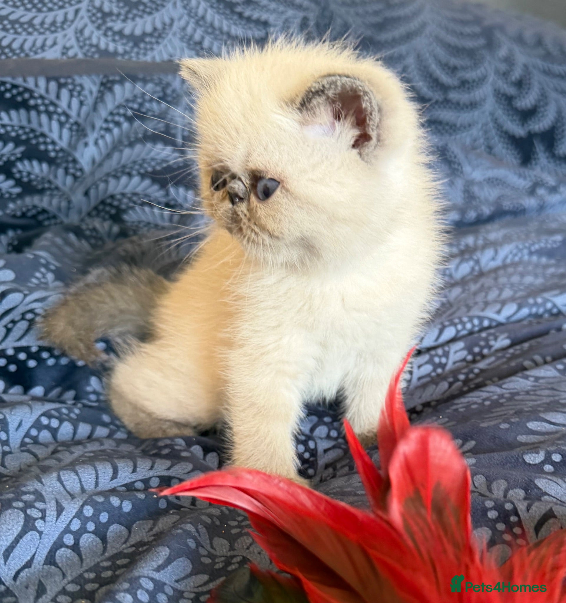 Exotic cats Colourpoint Exotic Shorthair Kittens  - Advert 2