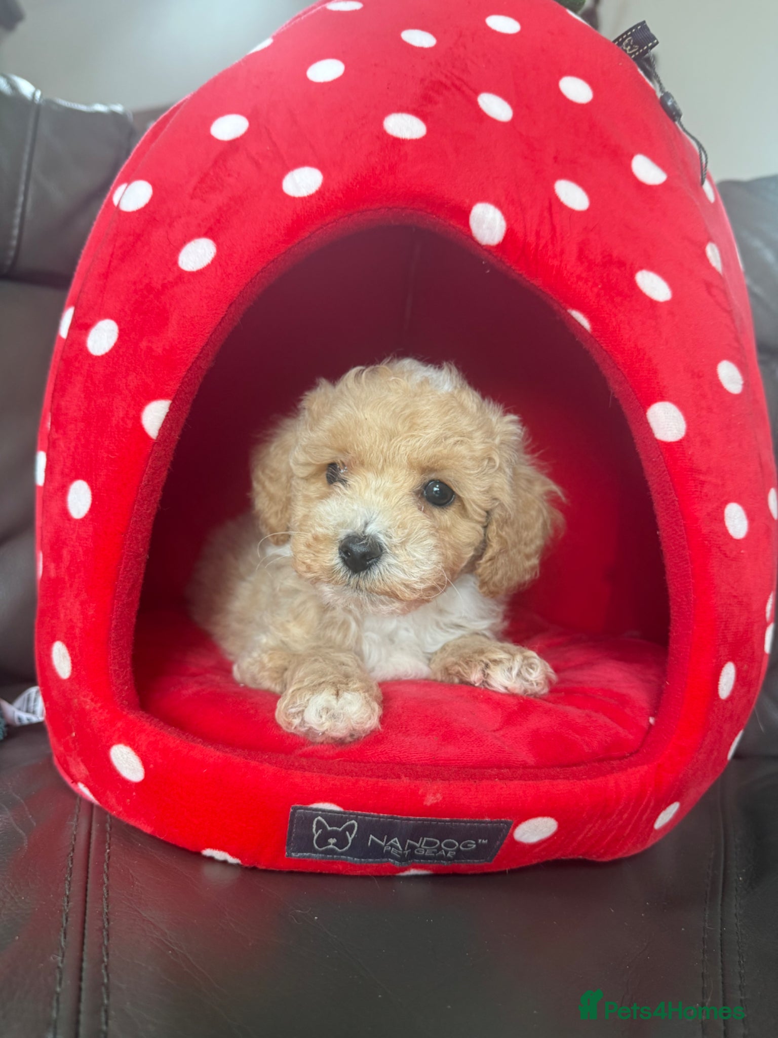Maltipoo dogs Outstanding Maltipoo Puppies ready now  - Advert 1
