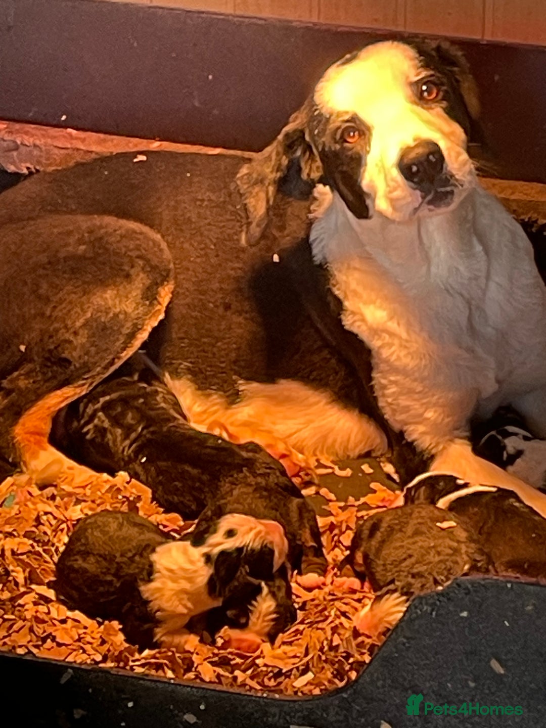 Bernese Mountain Dog dogs for sale: Boys and girls  - Advert 11