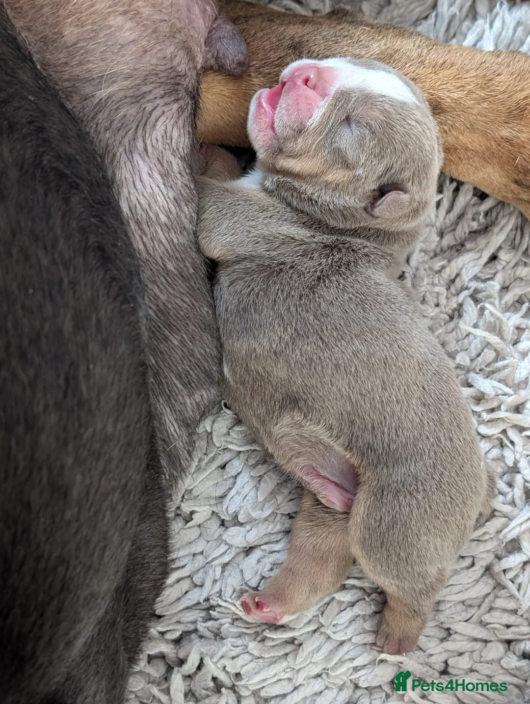 English Bulldog dogs for stud: English bulldog for stud - Advert 2