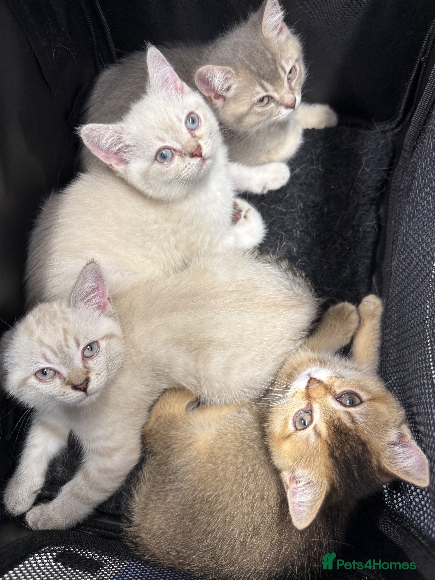 British Shorthair cats Amazing British Shorthair kitten - Advert 1