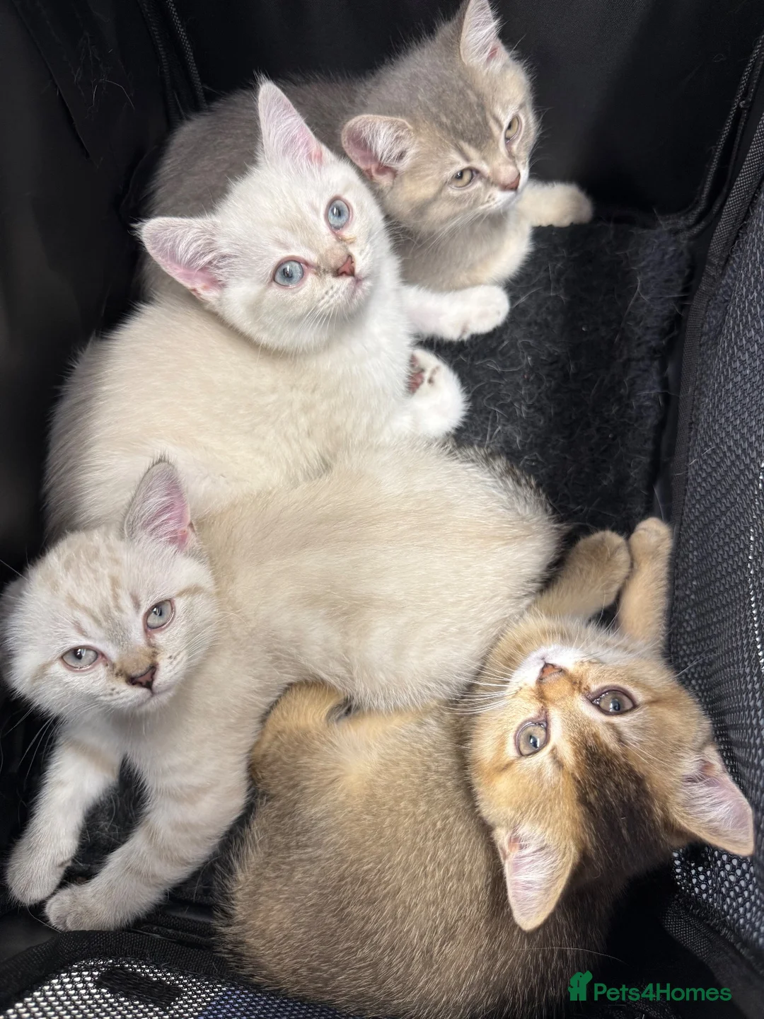 British Shorthair cats for sale: Amazing British Shorthair kitten - Advert 2