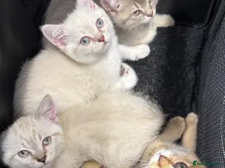 British Shorthair cats Amazing British Shorthair kitten - Advert 2
