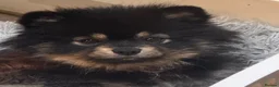 Pomeranian dogs for sale: Beautiful black pomeranian puppies - Advert 3