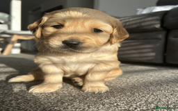 Golden Retriever dogs for sale: Golden Retriever Puppies 5 Generation Pedigree.. - Image 5