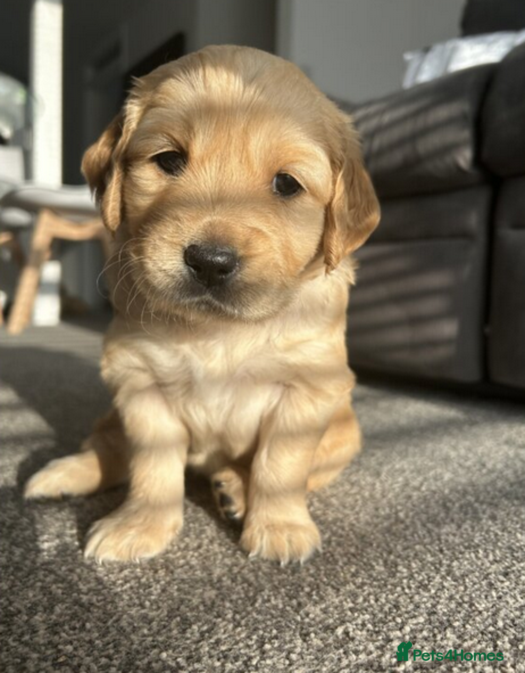 Golden Retriever dogs for sale: Golden Retriever Puppies 5 Generation Pedigree.. - Image 5