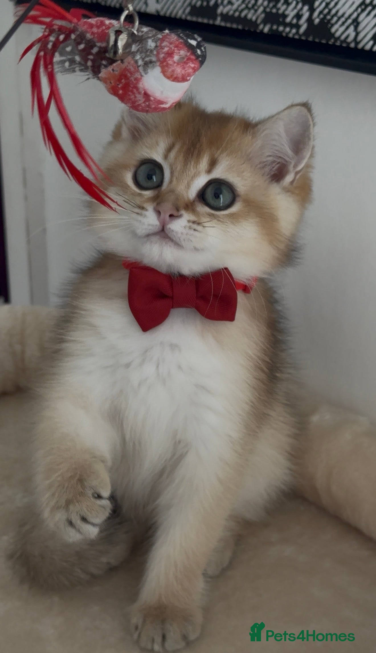 Brazilian Shorthair cats British short hair kitten (Mochi NY11) - Advert 1