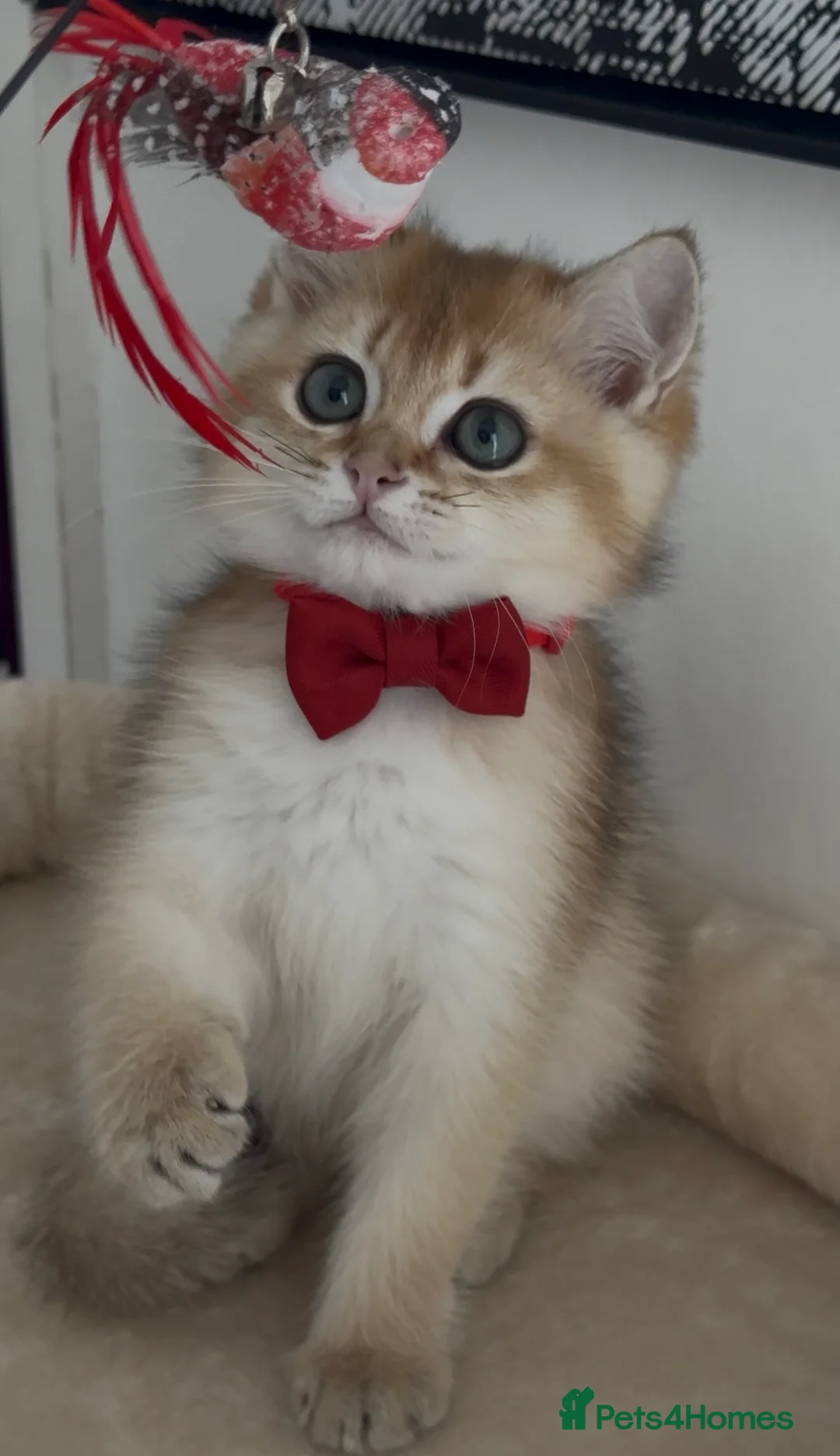 Brazilian Shorthair cats for sale: British short hair kitten (Mochi NY11) in Leeds - Advert 1