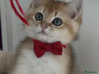 Brazilian Shorthair cats British short hair kitten (Mochi NY11) - Advert 1