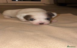 Mixed Breed dogs for sale: Puppies  - Image 5