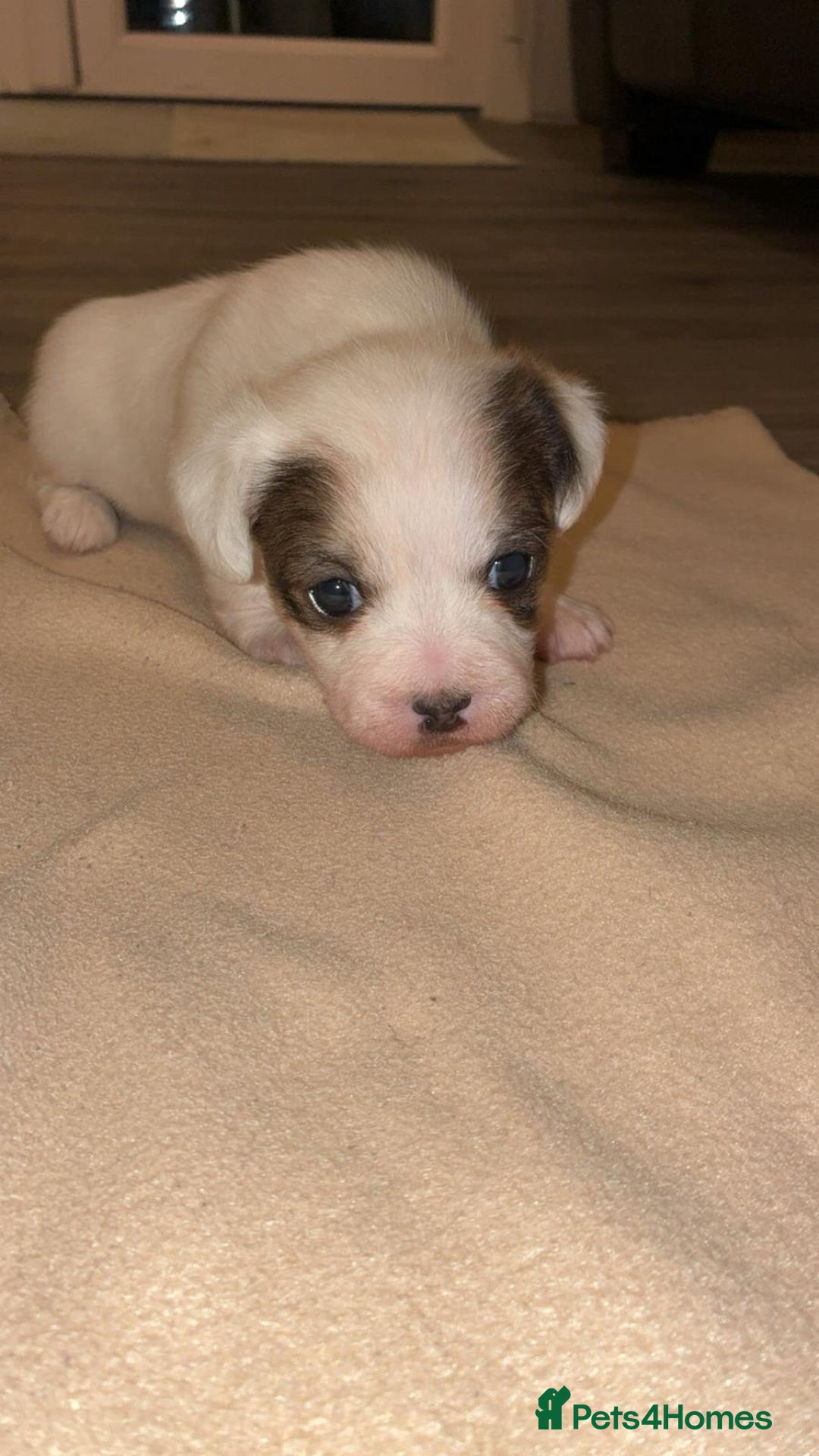 Mixed Breed dogs for sale: Puppies  - Image 5
