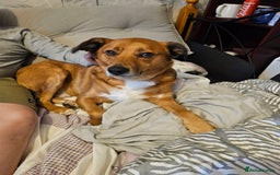 Mixed Breed dogs for sale: Rehoming of Two Dogs-Labrador Retriever and rescue - Image 3