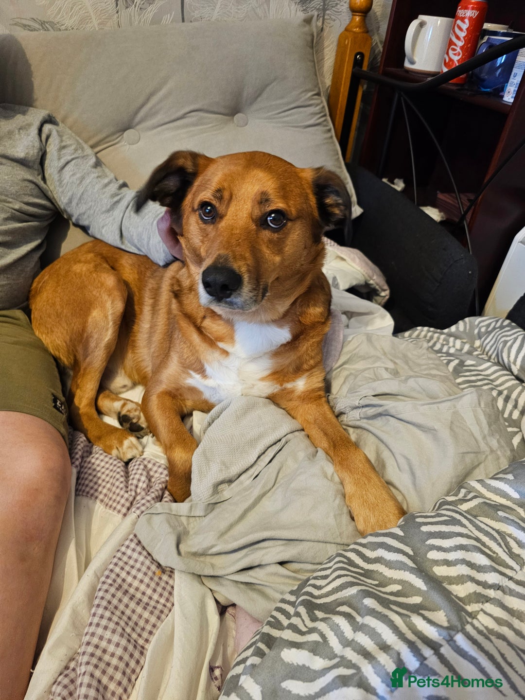 Mixed Breed dogs for sale: Rehoming of Two Dogs-Labrador Retriever and rescue - Image 3