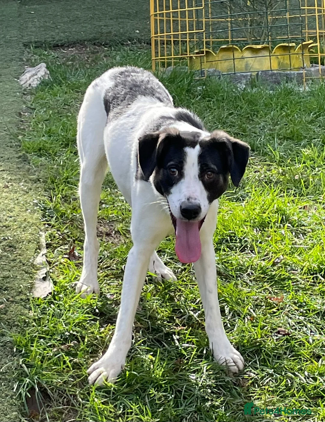 Mixed Breed dogs for adoption: Reg   in Ashford - Advert 3